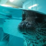 マリンピア松島水族館　ゆうき