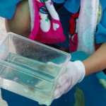 飼育体験隊　マリンピア松島水族館