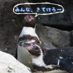 マリンピア松島水族館　おもいで博覧会